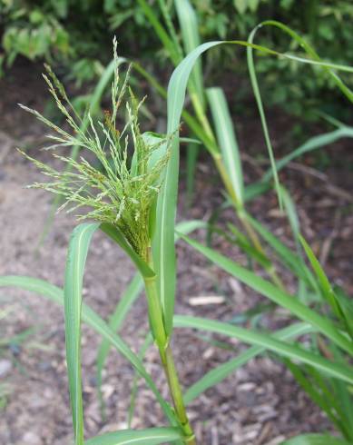 Fotografia de capa Panicum dichotomiflorum - do Jardim Botânico