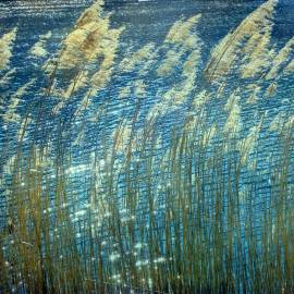 Fotografia da espécie Phragmites australis