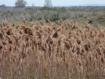 Fotografia da espécie Phragmites australis