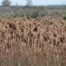 Fotografia 3 da espécie Phragmites australis do Jardim Botânico UTAD