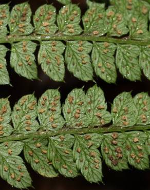 Fotografia 1 da espécie Polystichum setiferum no Jardim Botânico UTAD