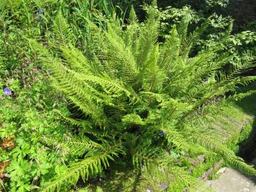 Fotografia da espécie Polystichum setiferum