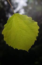 Fotografia da espécie Populus tremula