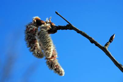 Fotografia da espécie Populus tremula