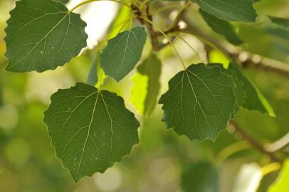 Fotografia da espécie Populus tremula