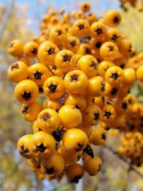 Fotografia da espécie Pyracantha coccinea