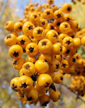 Fotografia 3 da espécie Pyracantha coccinea no Jardim Botânico UTAD