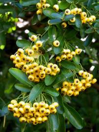 Fotografia da espécie Pyracantha coccinea