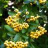 Fotografia 4 da espécie Pyracantha coccinea do Jardim Botânico UTAD