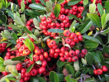 Fotografia da espécie Pyracantha coccinea