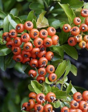 Fotografia 6 da espécie Pyracantha coccinea no Jardim Botânico UTAD