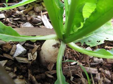 Fotografia da espécie Raphanus raphanistrum subesp. sativus