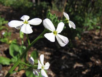 Fotografia da espécie Raphanus raphanistrum subesp. sativus