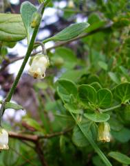Salpichroa origanifolia