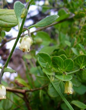 Fotografia 1 da espécie Salpichroa origanifolia no Jardim Botânico UTAD