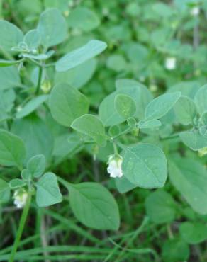 Fotografia 3 da espécie Salpichroa origanifolia no Jardim Botânico UTAD