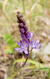 Fotografia da espécie Scilla autumnalis