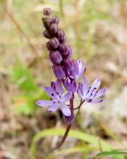 Fotografia da espécie Scilla autumnalis