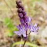 Fotografia 1 da espécie Scilla autumnalis do Jardim Botânico UTAD