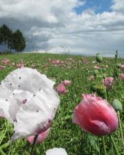 Fotografia da espécie Papaver somniferum