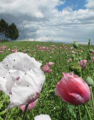 Papaver somniferum subesp. somniferum