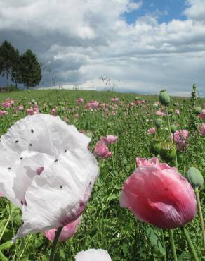 Fotografia 1 da espécie Papaver somniferum subesp. somniferum no Jardim Botânico UTAD