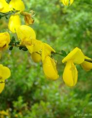 Cytisus striatus