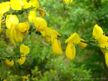 Fotografia da espécie Cytisus striatus