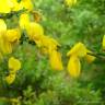 Fotografia 1 da espécie Cytisus striatus do Jardim Botânico UTAD