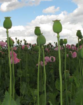 Fotografia 3 da espécie Papaver somniferum subesp. somniferum no Jardim Botânico UTAD