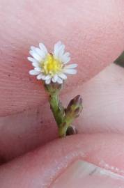 Fotografia da espécie Aster squamatus