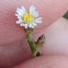 Fotografia 7 da espécie Aster squamatus do Jardim Botânico UTAD