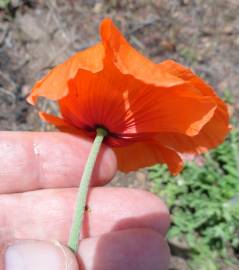 Fotografia da espécie Papaver dubium