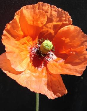 Fotografia 5 da espécie Papaver dubium no Jardim Botânico UTAD