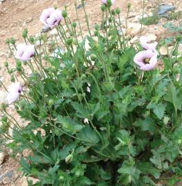 Fotografia da espécie Papaver somniferum subesp. setigerum