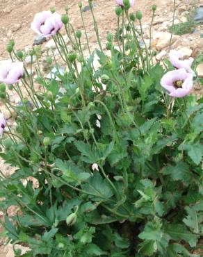 Fotografia 3 da espécie Papaver somniferum subesp. setigerum no Jardim Botânico UTAD