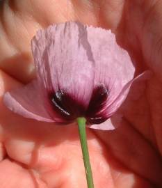 Fotografia da espécie Papaver somniferum subesp. setigerum