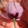 Fotografia 5 da espécie Papaver somniferum subesp. setigerum do Jardim Botânico UTAD