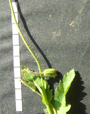 Fotografia 6 da espécie Papaver somniferum subesp. setigerum no Jardim Botânico UTAD