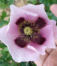 Fotografia da espécie Papaver somniferum subesp. setigerum