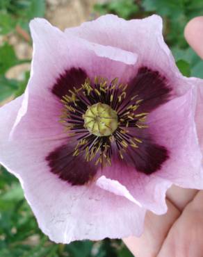 Fotografia 1 da espécie Papaver somniferum subesp. setigerum no Jardim Botânico UTAD