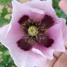 Fotografia 1 da espécie Papaver somniferum subesp. setigerum do Jardim Botânico UTAD