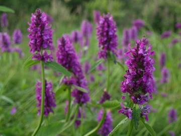 Fotografia da espécie Betonica officinalis subesp. officinalis