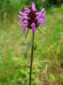 Fotografia da espécie Betonica officinalis subesp. officinalis