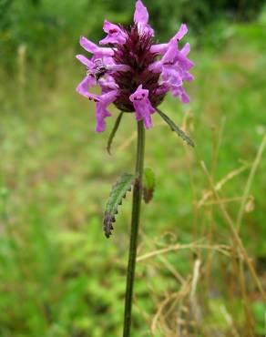 Fotografia 3 da espécie Betonica officinalis subesp. officinalis no Jardim Botânico UTAD