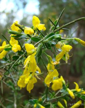 Fotografia 3 da espécie Genista anglica no Jardim Botânico UTAD