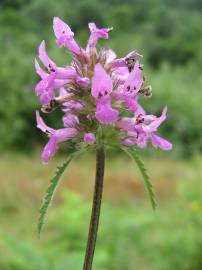 Fotografia da espécie Betonica officinalis subesp. officinalis