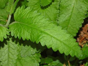 Fotografia da espécie Betonica officinalis subesp. officinalis