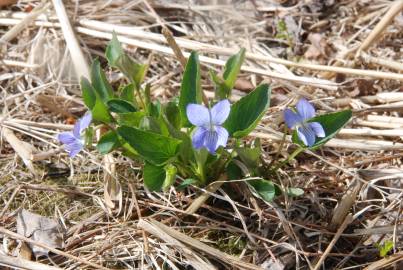 Fotografia da espécie Viola canina subesp. canina