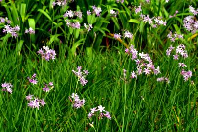 Fotografia da espécie Tulbaghia violacea